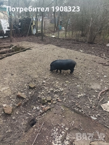 Виетнамско прасе, снимка 5 - Прасета - 53632667