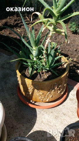кактуси.алое,дебелец цена за всички, снимка 3 - Градински цветя и растения - 51708237