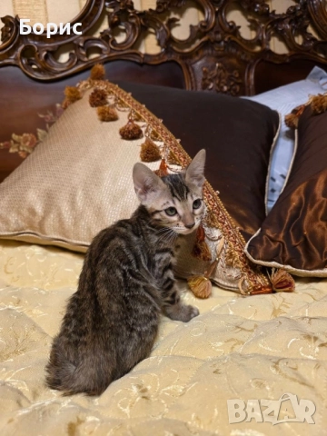 Бенгалско коте, снимка 3 - Бенгалски - 40146006