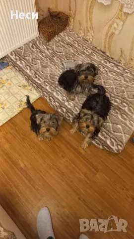 Йоркширски териер, снимка 1