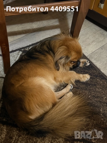 Търсим приятелка за Бари 