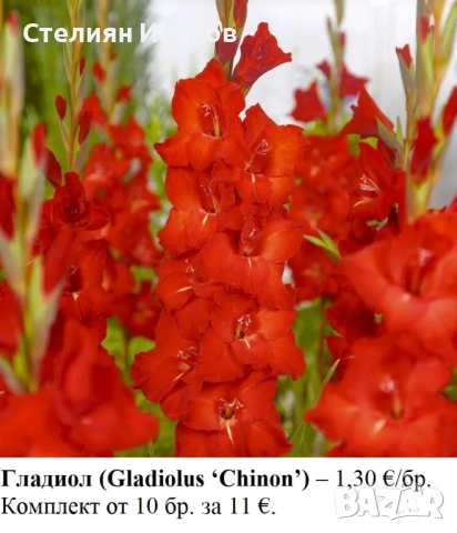 Гладиол (Gladiolus ‘Chinon’) - грудки