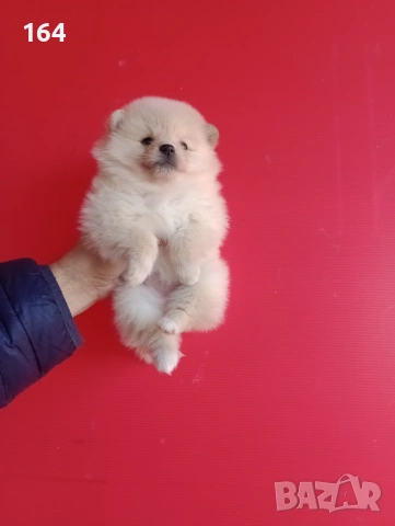 Мъжки и женски Померани. Реални снимки от 12.01.26 г. , снимка 10 - Померан - 52930796