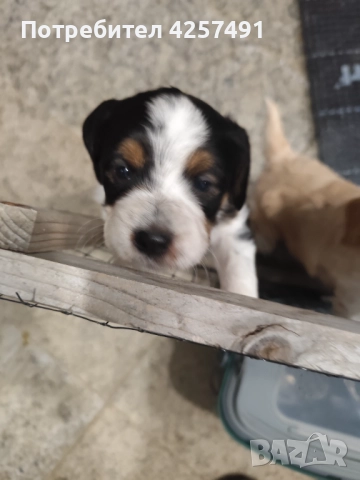 Продавам малки кученца епаньол бретон шпаньол, снимка 3 - Други - 52855443