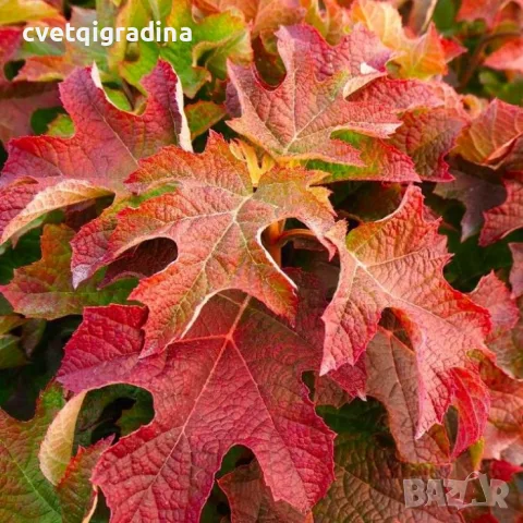 Hydrangea quercifolia (Дъболистна хортензия), снимка 3 - Разсади - 55816886