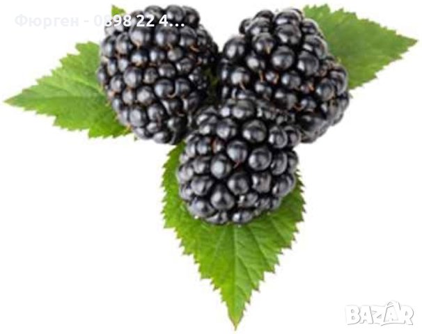   Къпина хималая  (Rubus Himalaya), снимка 4 - Градински цветя и растения - 42222332
