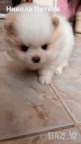 Померан мини , снимка 6 - Померан - 53099625