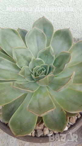 Ешеверия различни размери, снимка 9 - Стайни растения - 50851903