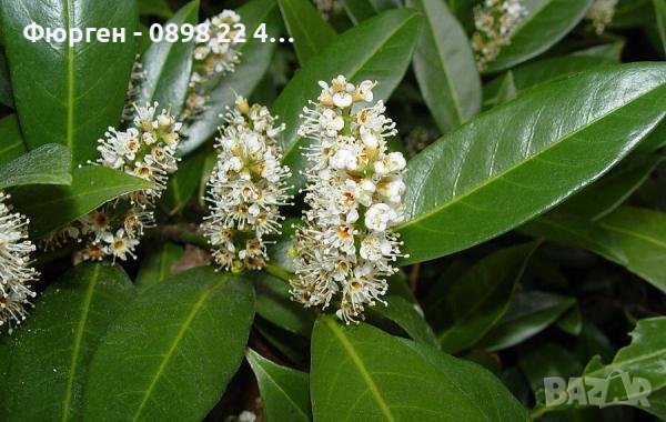 Лавровишна - подходящ храст за направа на жив плет, снимка 2 - Разсади - 41432637