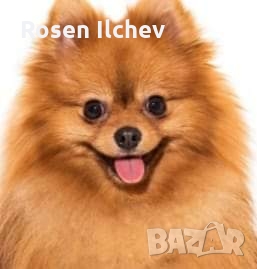 Хотел за кучета,зайци,гризачи ,птици и котки, снимка 13 - Ветеринари и услуги - 32793072