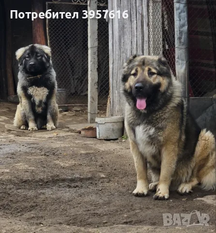 Кавказка овчарка семейство 