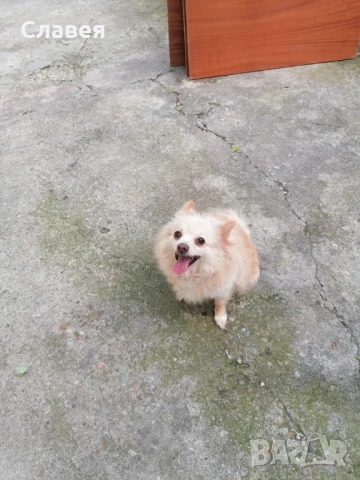 Продавам мини шпиц 