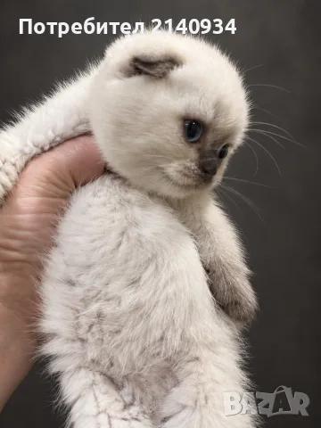 Шотландска клепоуха котка Blue Point. Scottish fold, снимка 5 - Британска късокосместа - 56106844