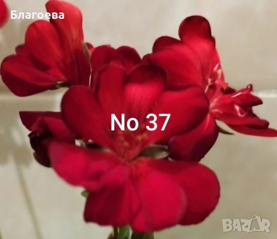 Комплект вкоренени резници Мушкато 10 бр - 7 цвята