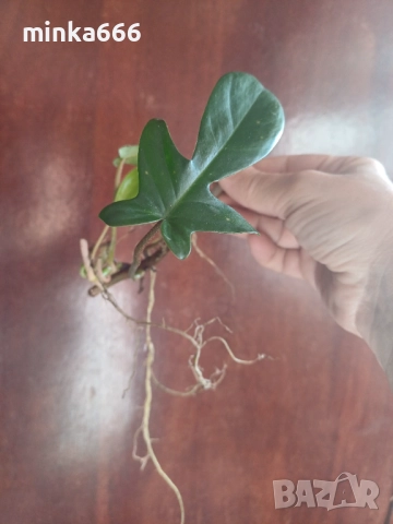 Филодендрон Флорида с корени., снимка 4 - Стайни растения - 52544841