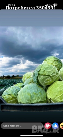 Зеле балкан и кьосе , снимка 1