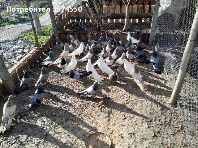 Продавам Римски гълъби, снимка 4 - Гълъби - 53164416