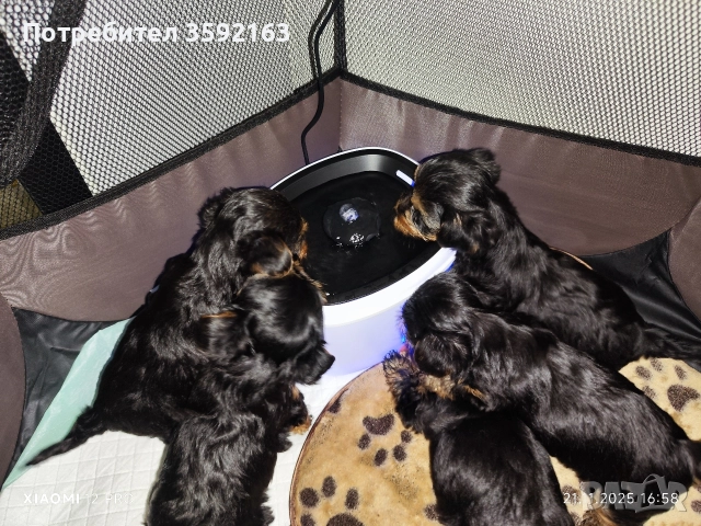 йоркширски териер , снимка 8 - Йоркширски териер - 52854959