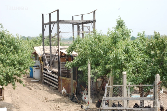 Отдавам овощна градина дългосрочно, снимка 3 - Земеделска земя - 52559194