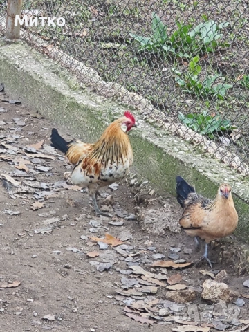 Фазани,токачки,японки, снимка 4 - други­ - 53499575