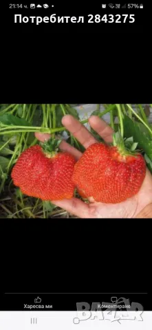 Продавам разсад ягоди , снимка 7 - Сортови семена и луковици - 47376632