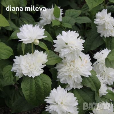 Филаделфус или още Булченски венец, Philadelphus Minnesota Snowflake, снимка 5 - Градински цветя и растения - 40394475