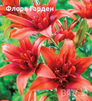 ЛИЛИУМ - Луковици/ПРЕДВАРИТЕЛНИ ПОРЪЧКИ, снимка 10 - Сортови семена и луковици - 40209682