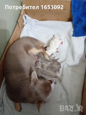 Чихуа, снимка 2 - Чихуахуа - 52441086