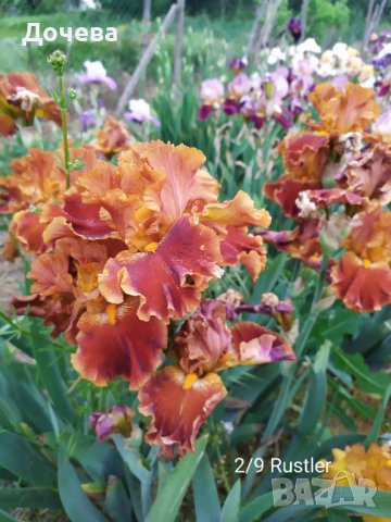 ризоми от сортови брадати ириси, снимка 8 - Градински цветя и растения - 41372392