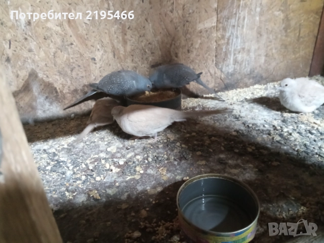 Папагали , снимка 2 - Папагали - 51881978