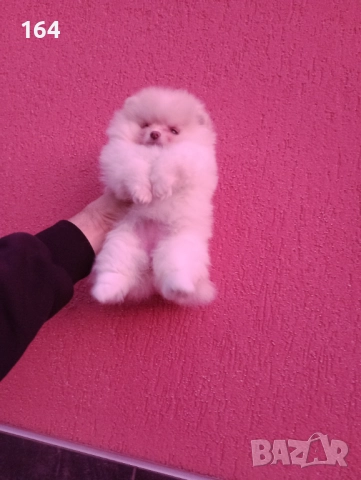 Померан. Момиченце. Реални снимки от днес!