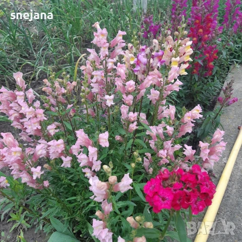 Расад, тагетис ,кученца , снимка 6 - Разсади - 50482774