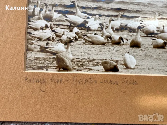 Фотография с паспарту на американския фотограф Артур Кендрик, снимка 3 - Антикварни и старинни предмети - 49977598