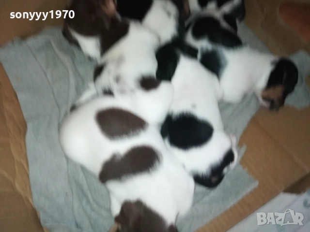 ДЖАК РЪСЕЛ КУЧЕНЦА 250ЛВ ЗА ЕДНО 0609251949, снимка 4 - Джак ръсел териер - 51628068