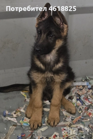 Немски овчарки Топ, снимка 4 - Немска овчарка - 53389024