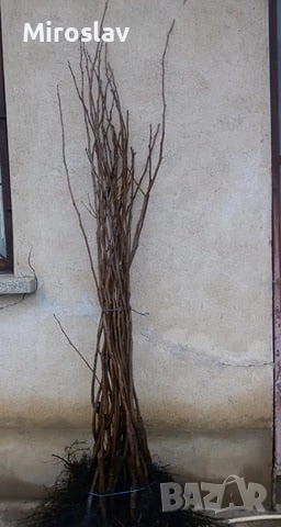 Райска ябълка (Сорт-Фую)-Без танин, снимка 10 - Градински цветя и растения - 52221764