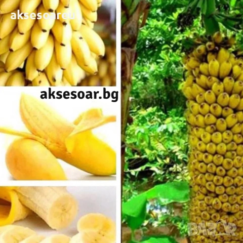 Нови 50 бр. Семена от Бонсай бананово дърво екзотични редки плодове палма за декорация на градината , снимка 12 - Сортови семена и луковици - 53428692