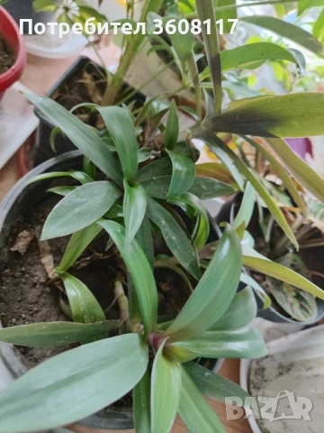 традесканция Рео , снимка 2 - Стайни растения - 43242492