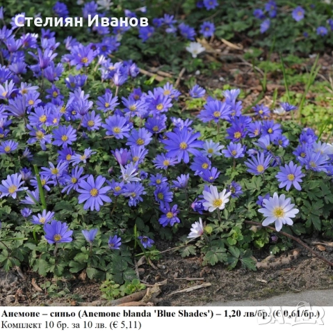 Анемоне – синьо (Anemone blanda 'Blue Shades') –  грудки