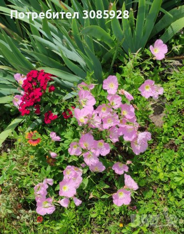 От м. май до ранно лято Oenothera speciosa/ Енотера/ Йонотера -розова, снимка 3 - Градински цветя и растения - 41225175
