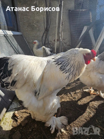 Петли колумбийска брама, снимка 4 - Кокошки и пуйки - 53666120