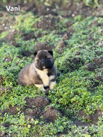 Америкаска акита мъжки и женски, снимка 11 - Акита - 52944490
