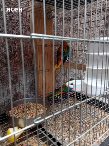 Продавам лазурни неофеми , снимка 2 - Папагали - 51867306