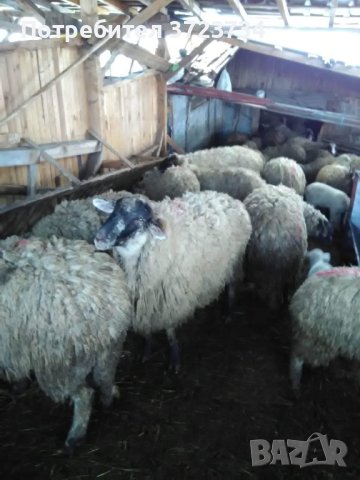 Продават се кочове,шилета и агнета, снимка 8 - Овце - 39505595