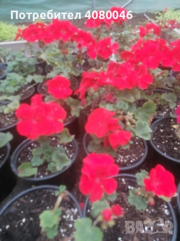 Мушкато, снимка 2 - Градински цветя и растения - 52101925