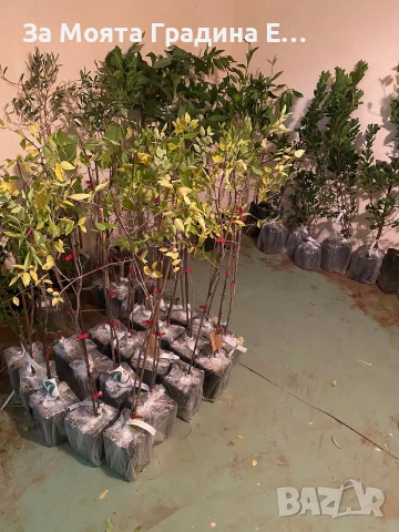 Хинап - Финап, снимка 5 - Градински цветя и растения - 53622849