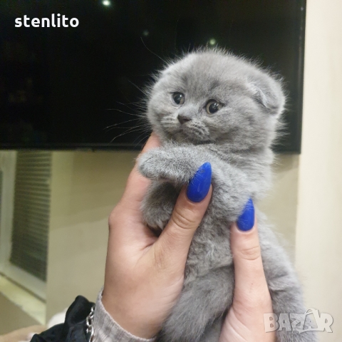 Шотландски котенца на 2 месеца, снимка 3 - Британска късокосместа - 32989455