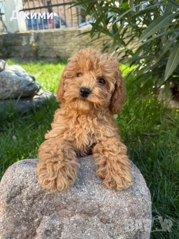 Пудел той !!! , снимка 3 - Пудели - 53853936