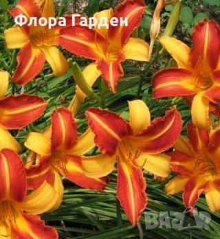 МНОГОГОДИШНИ ЦВЕТЯ - Коренища/ПРЕДВАРИТЕЛНИ поръчки, снимка 13 - Градински цветя и растения - 53138637