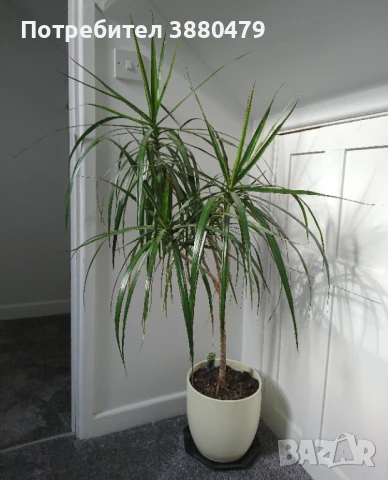 красива драцена